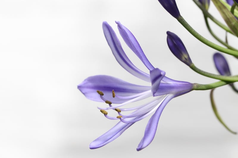 Seasonal Blooms