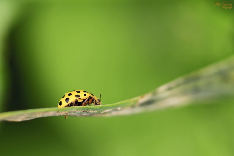 Ladybug
